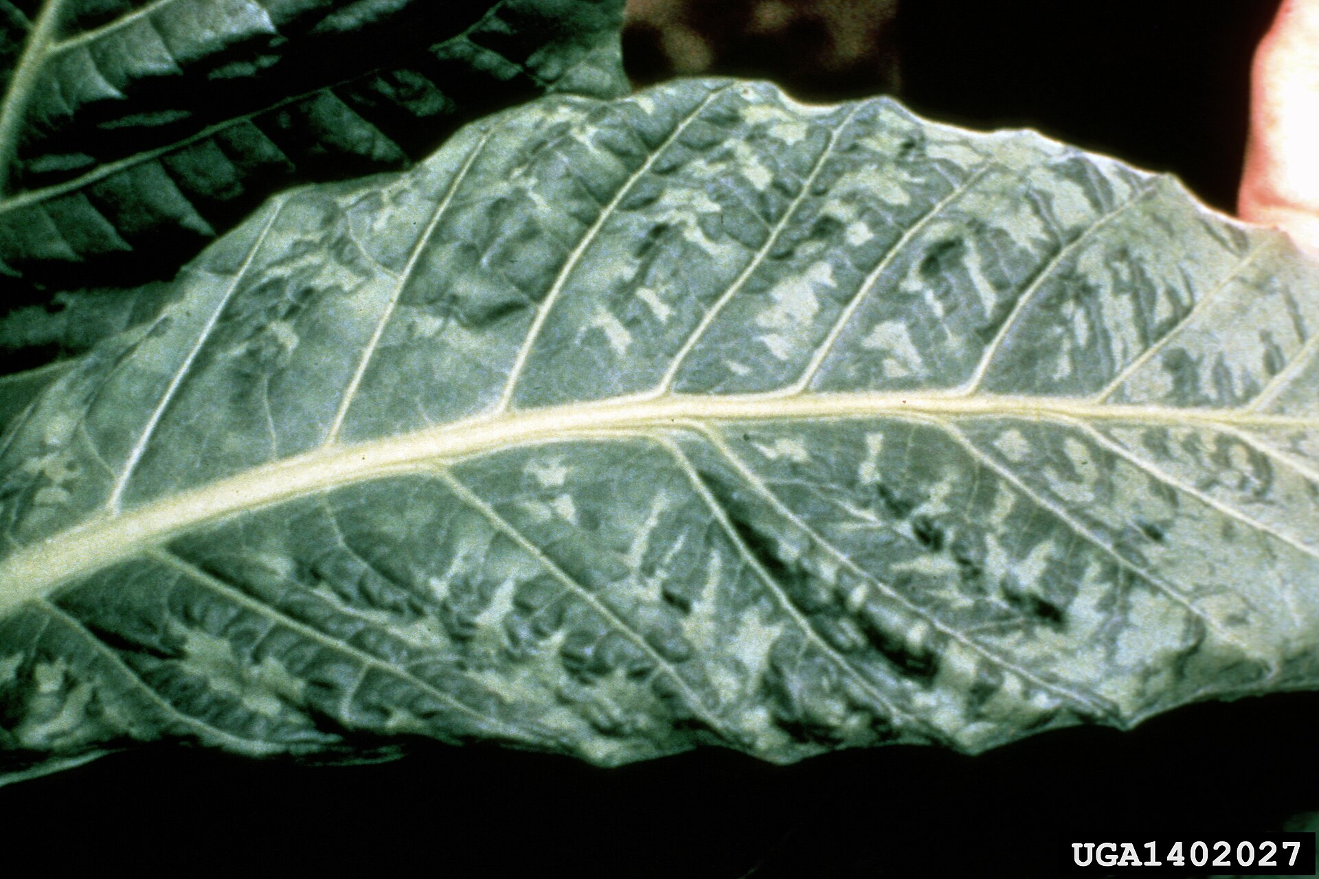 Tobacco/tomato mosaic virus symptoms