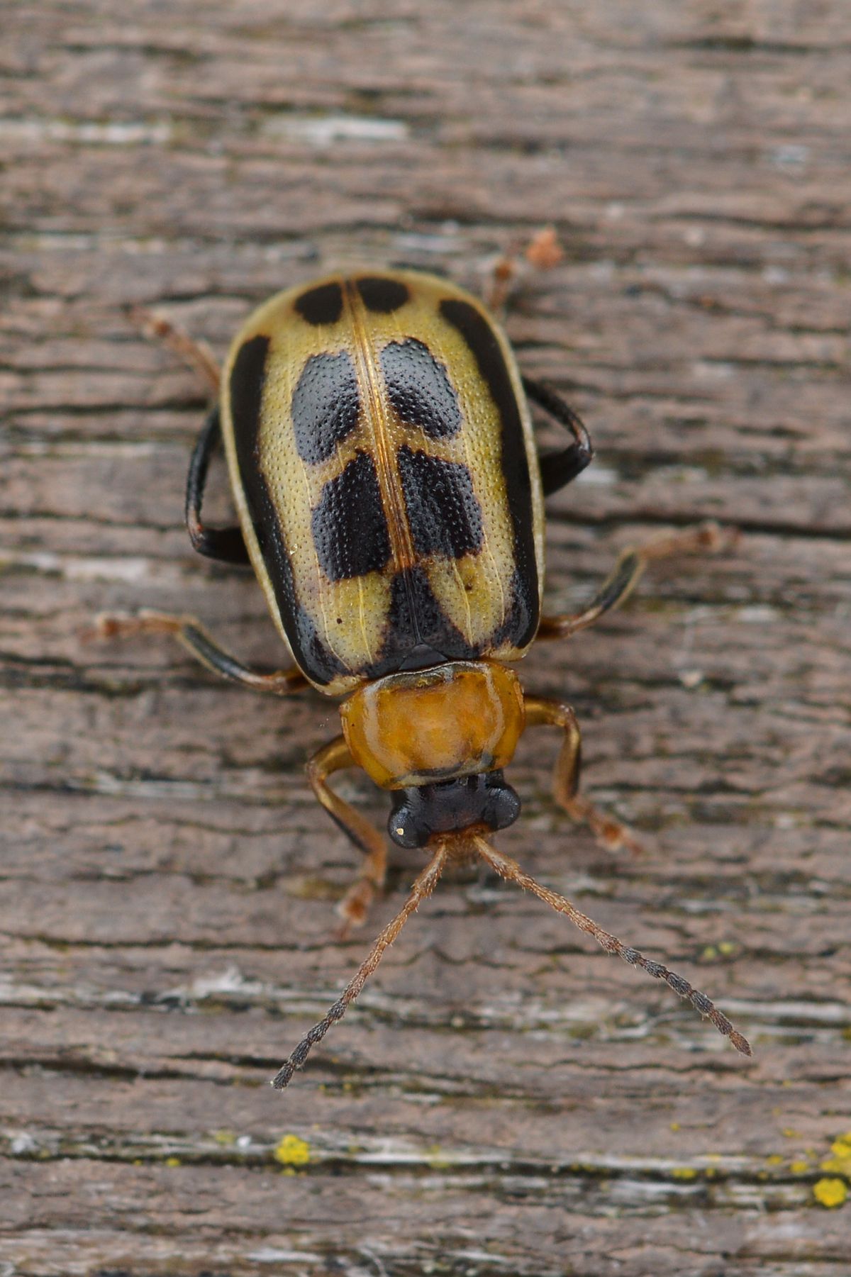 Photograph of bean leaf beetle: garden pest identification