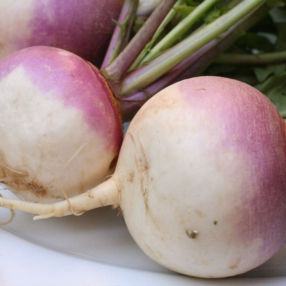 Turnip plant: Brassicaceae crop profile photo