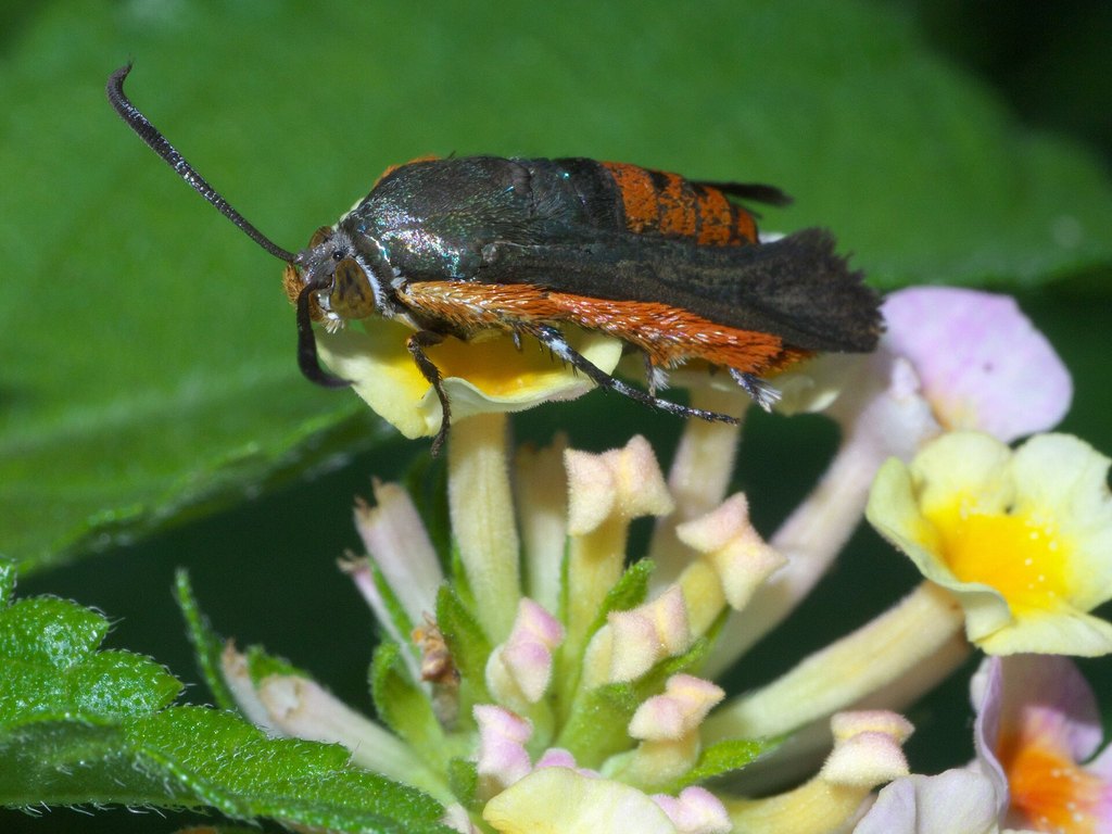 Photograph of squash vine borer: garden pest identification