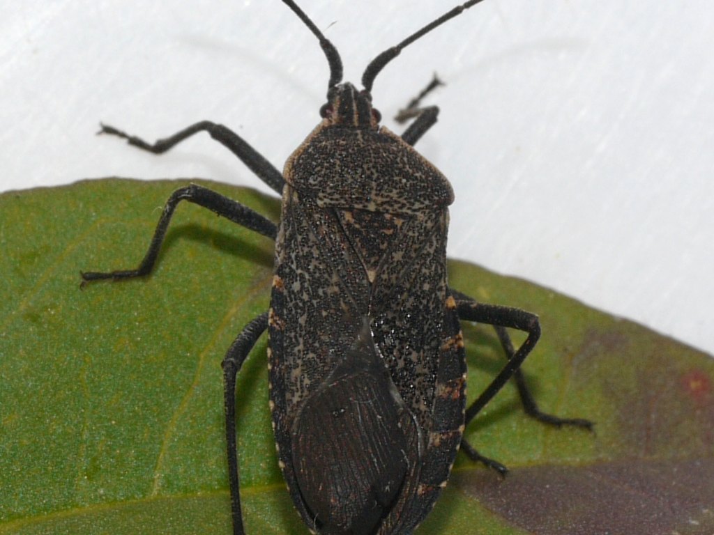 Close-up photo of squash bug used for garden pest identification
