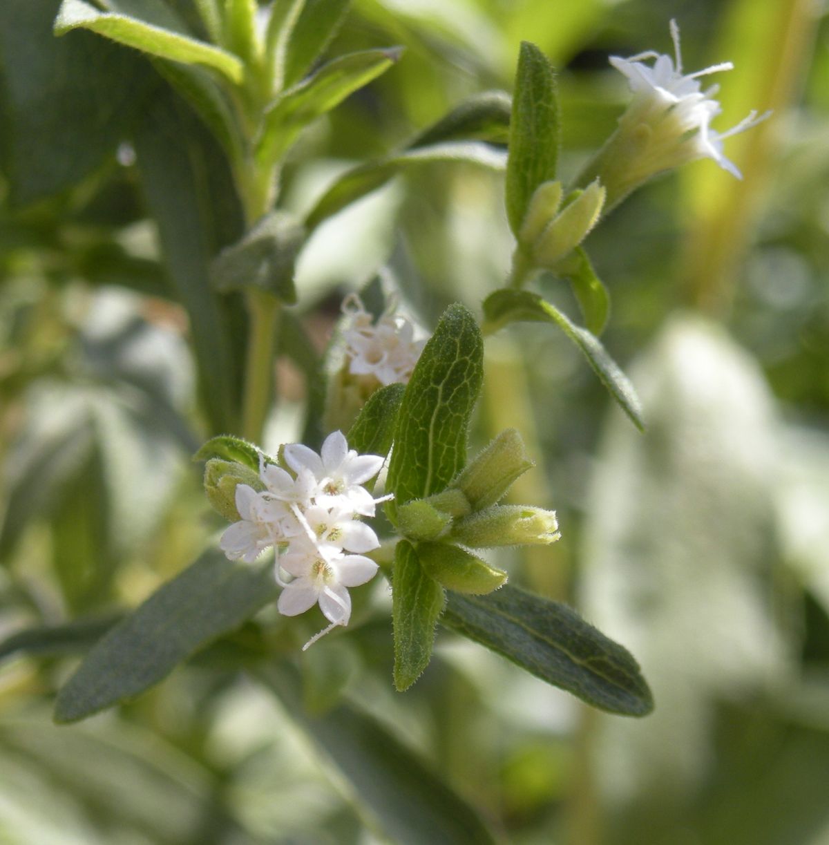 Stevia growing. Photo for the stevia growing guide