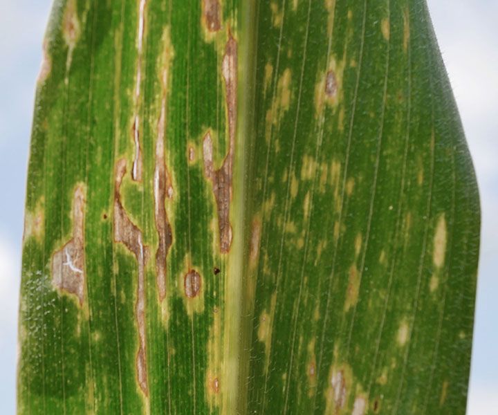 Photograph of bacterial leaf streak symptoms used for plant disease identification