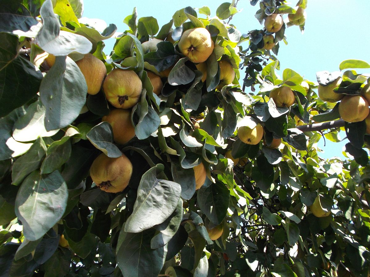 Quince plant: Rosaceae crop profile photo