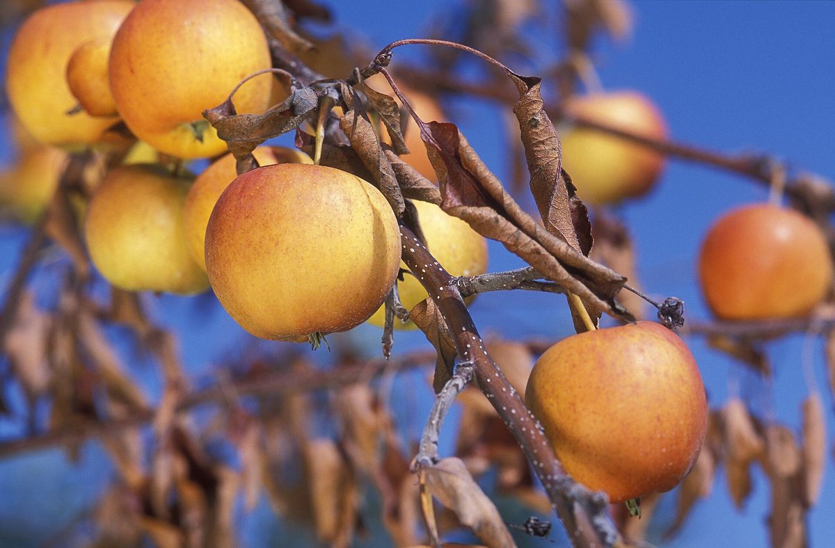 Photograph of fire blight symptoms used for plant disease identification
