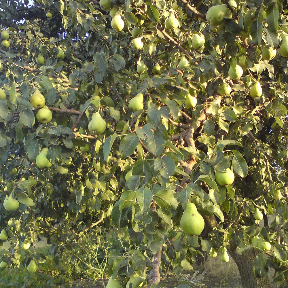 Pear plant: Rosaceae crop profile photo
