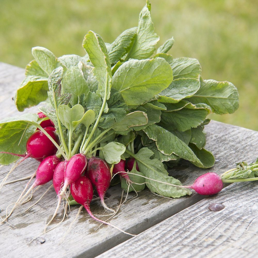Radish plant: Brassicaceae crop profile photo