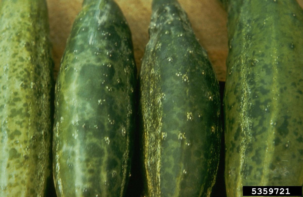 Photograph of cucumber mosaic virus symptoms used for plant disease identification