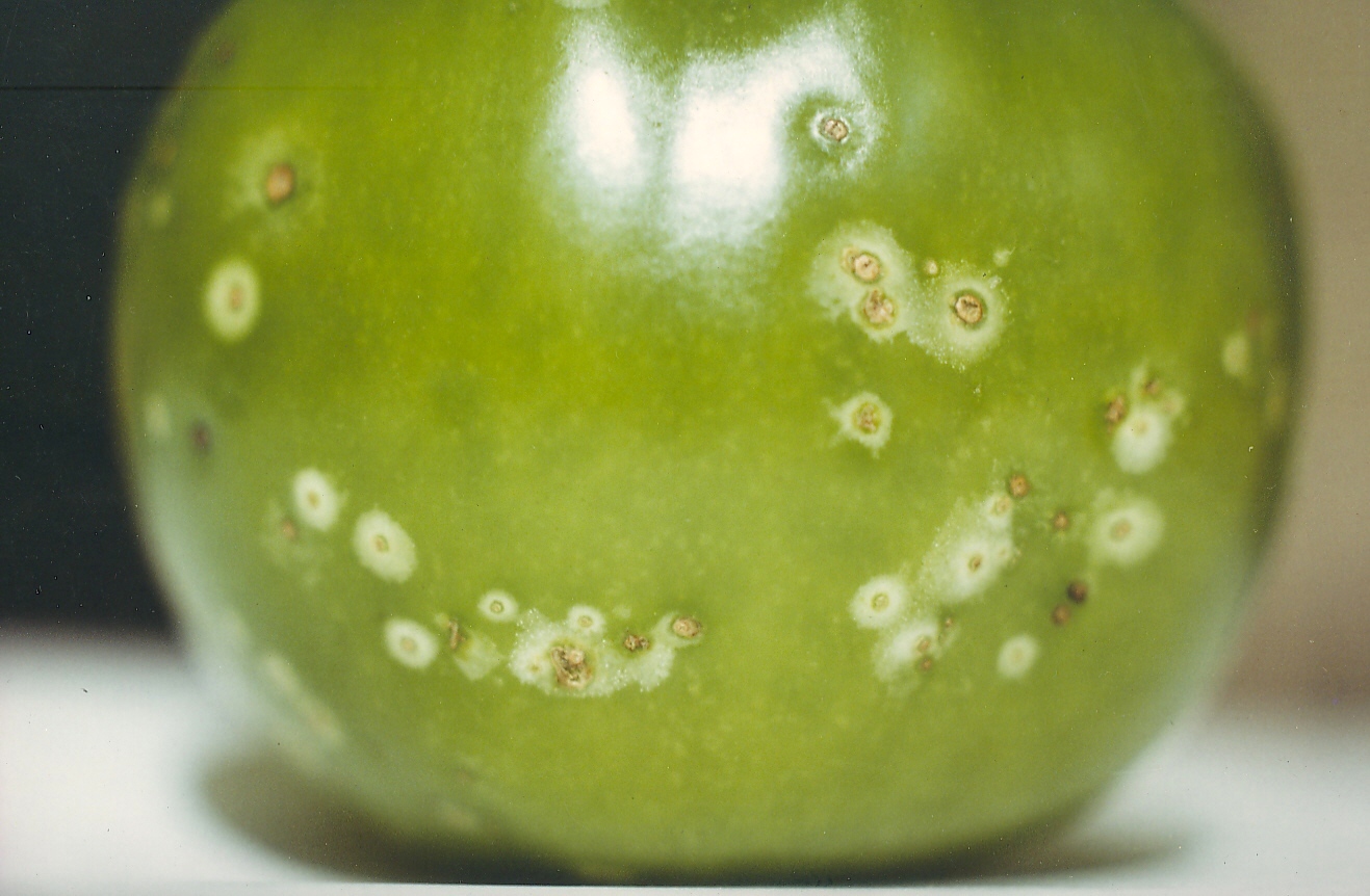 Photograph of bacterial canker symptoms used for plant disease identification