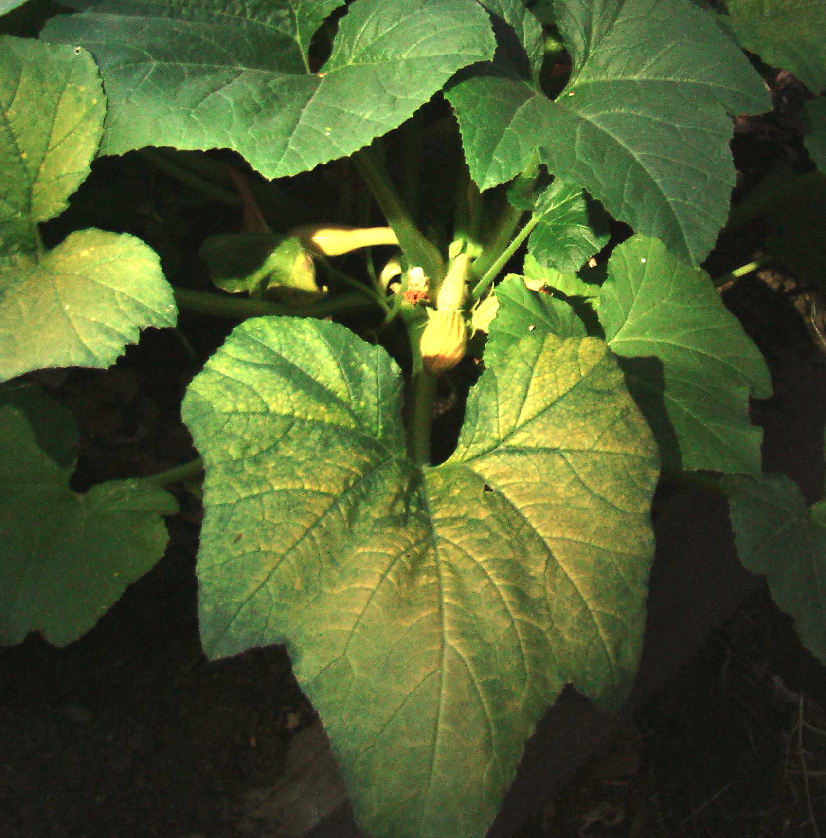 Squash mosaic virus symptoms