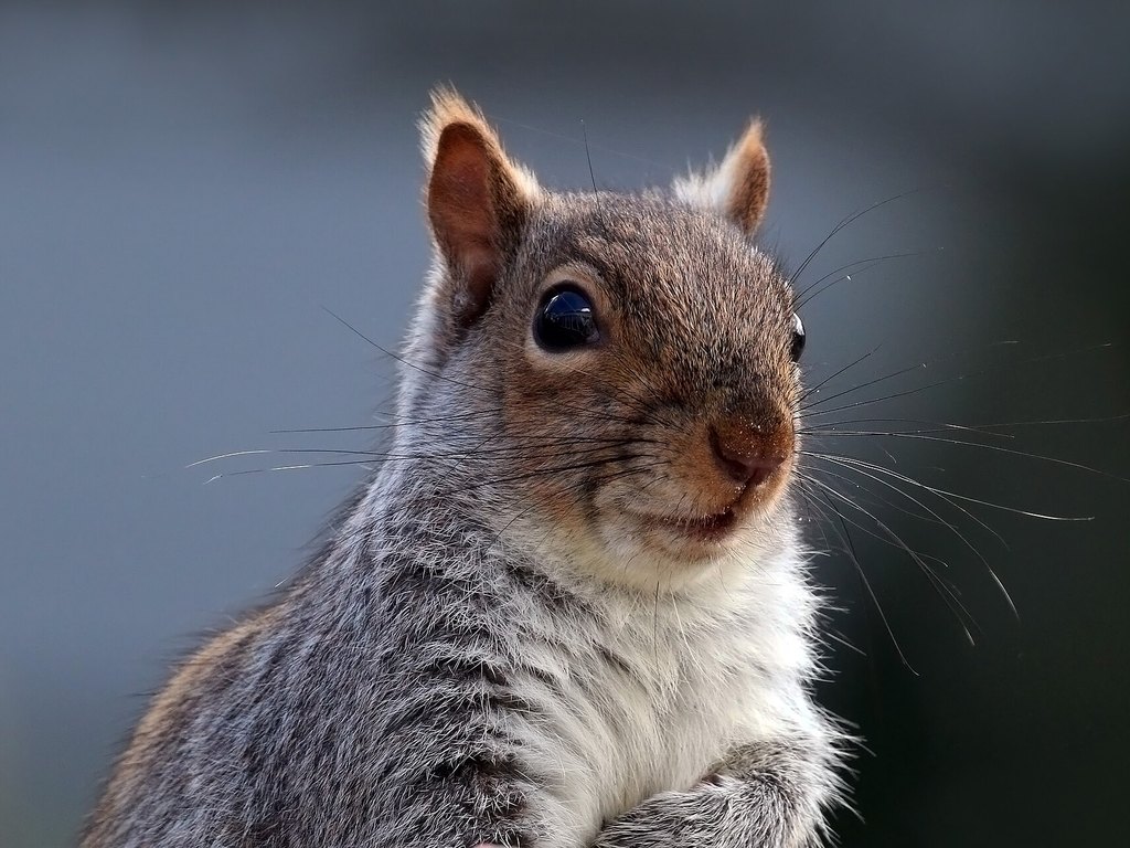 Close-up photo of squirrel used for garden pest identification