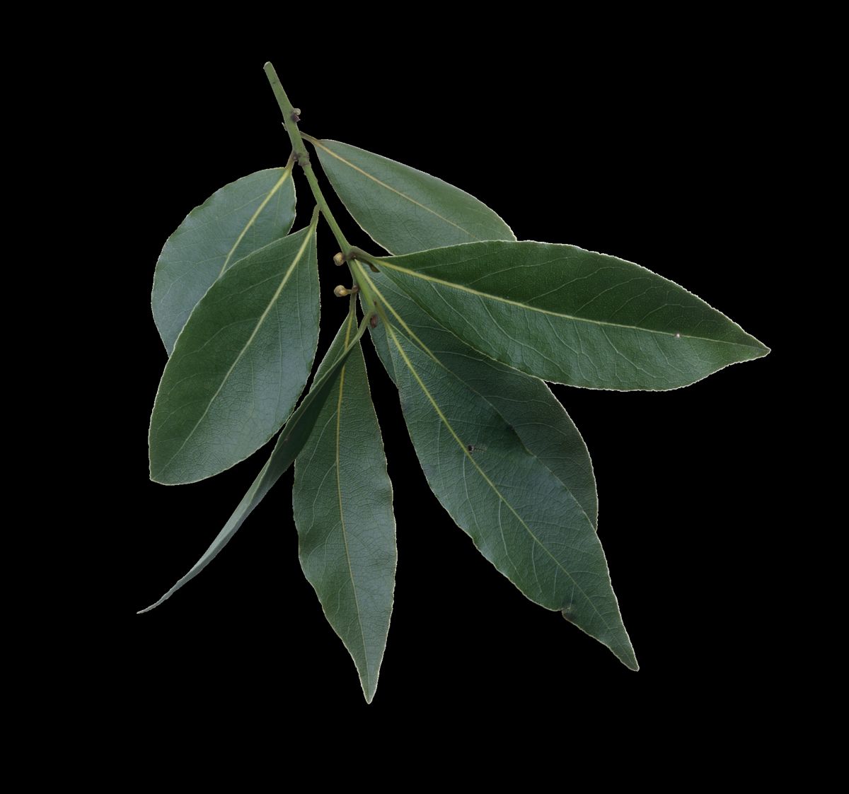 Bay Laurel growing. Photo for the bay laurel growing guide