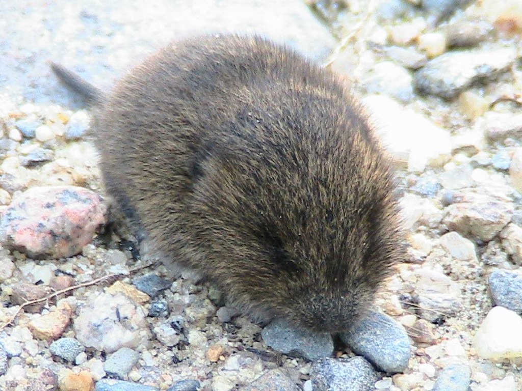 Photograph of vole: garden pest identification