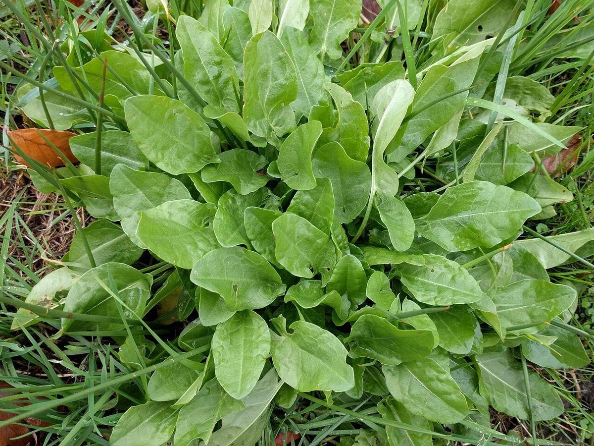 Sorrel growing. Photo for the sorrel growing guide