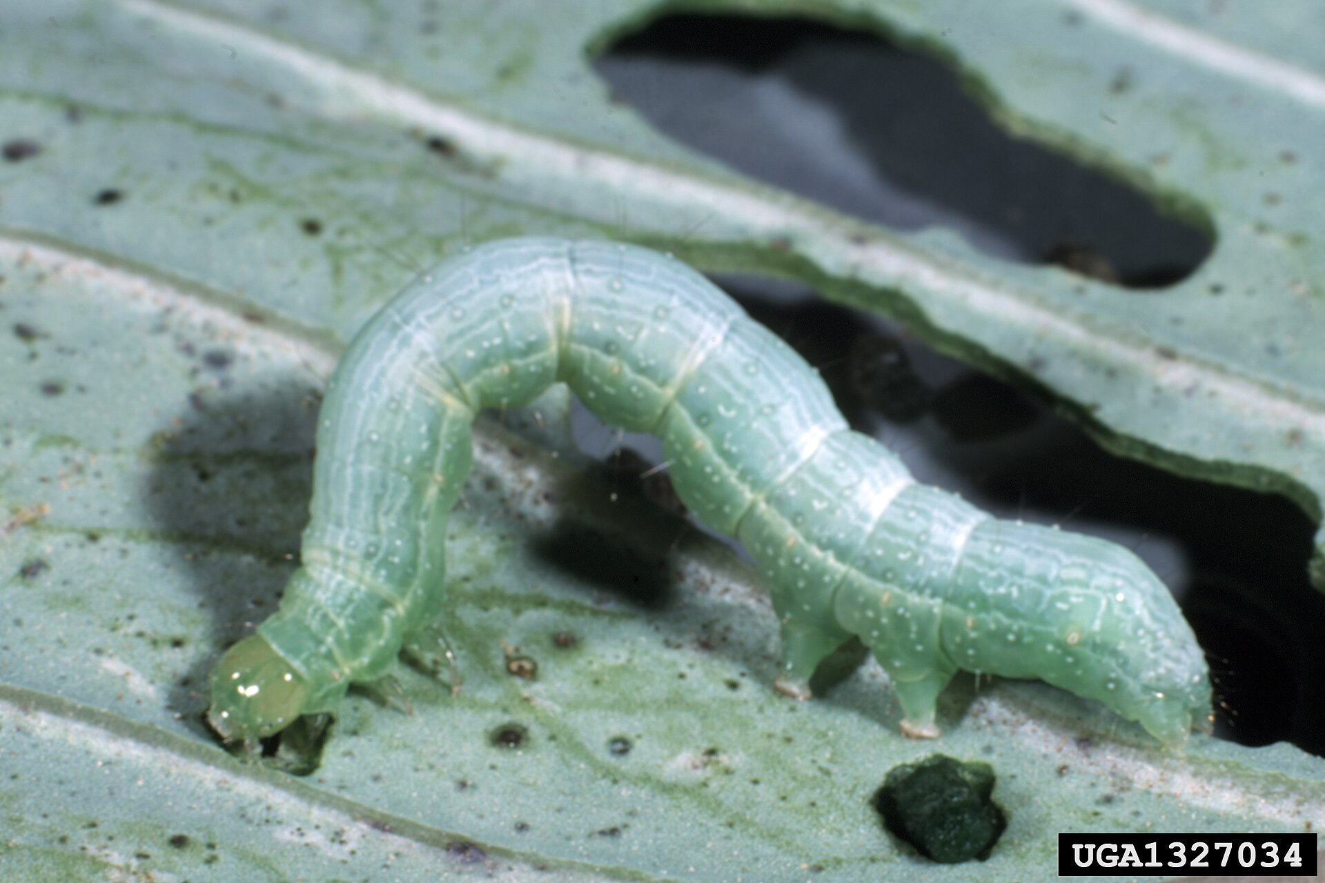 Close-up photo of cabbage looper used for garden pest identification