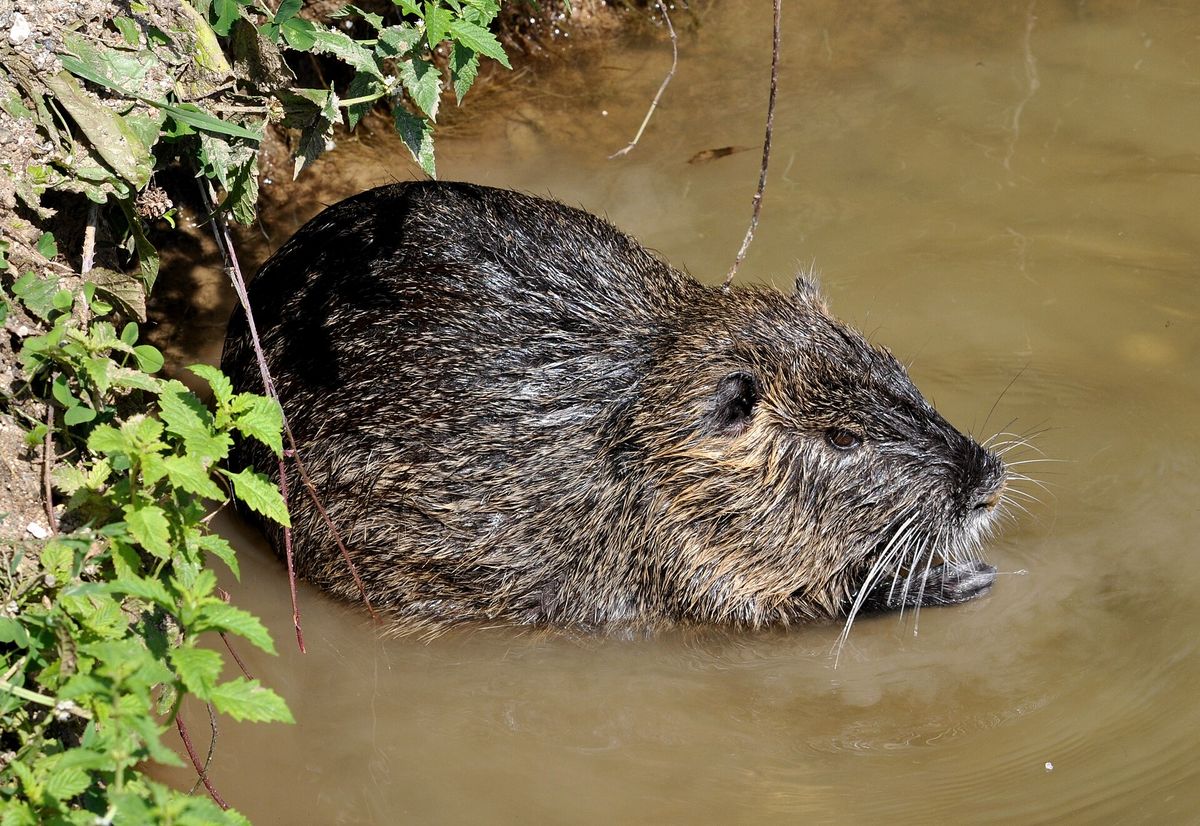 Close-up photo of nutria used for garden pest identification