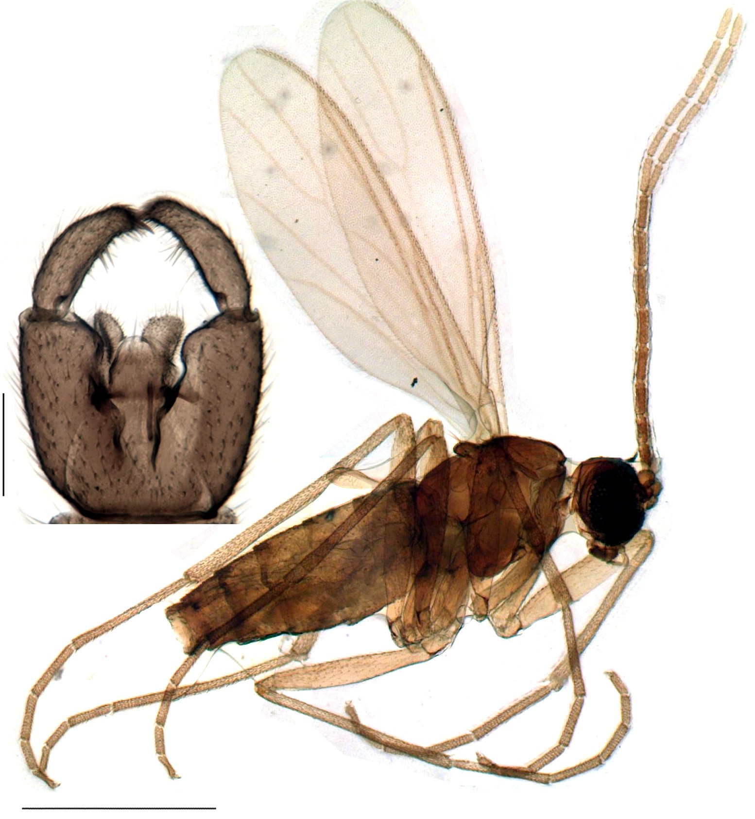 Close-up photo of fungus gnat used for garden pest identification