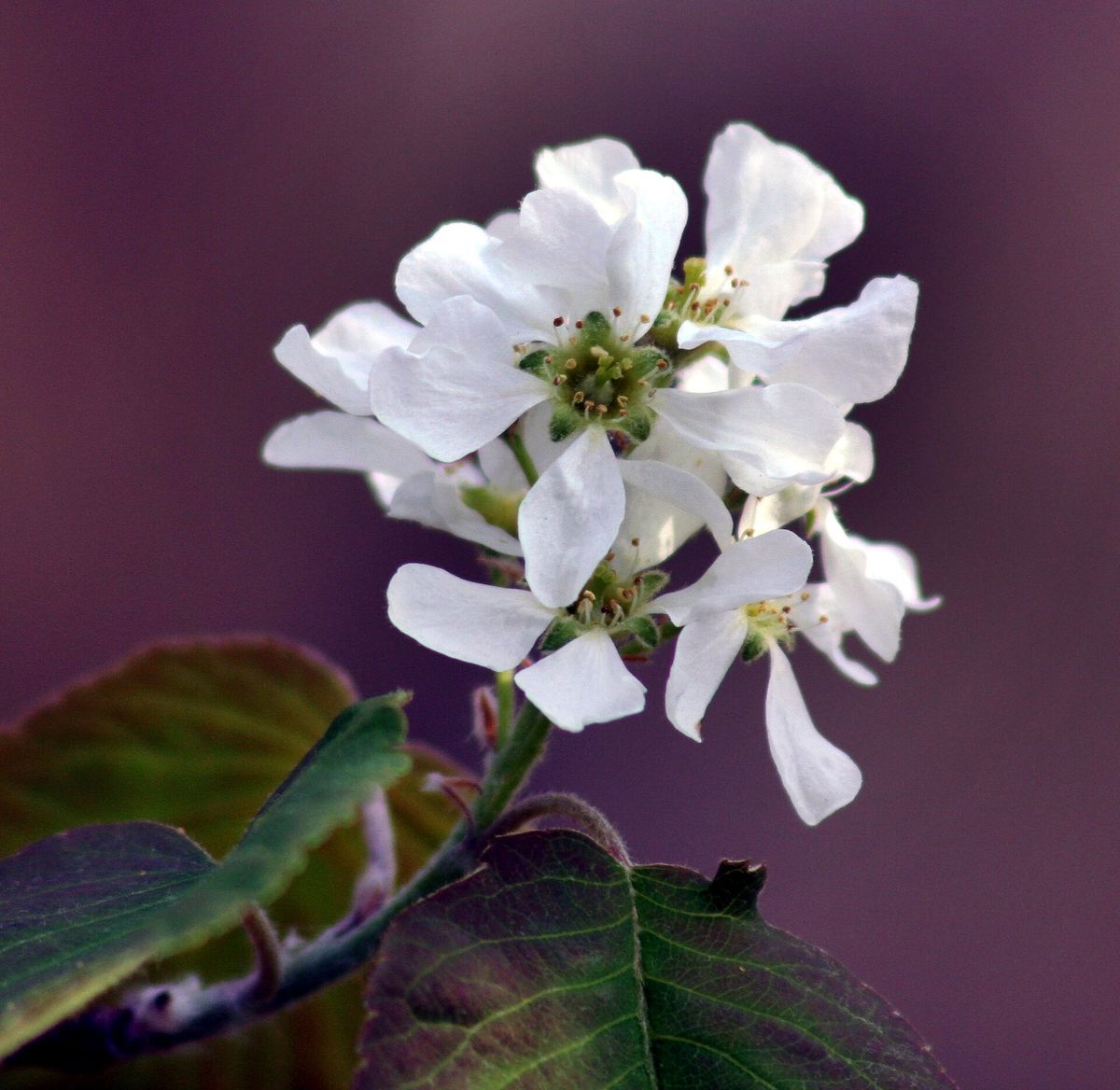 Serviceberry (Juneberry) plant: Rosaceae crop profile photo