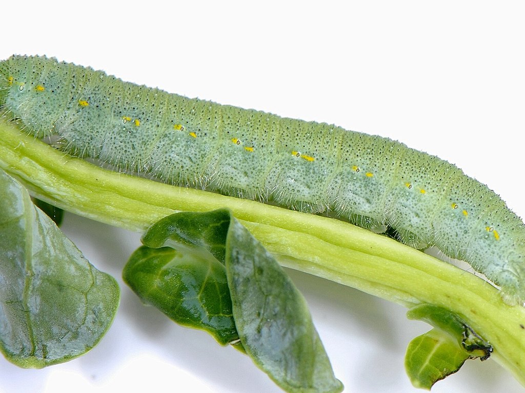Close-up photo of imported cabbage worm used for garden pest identification
