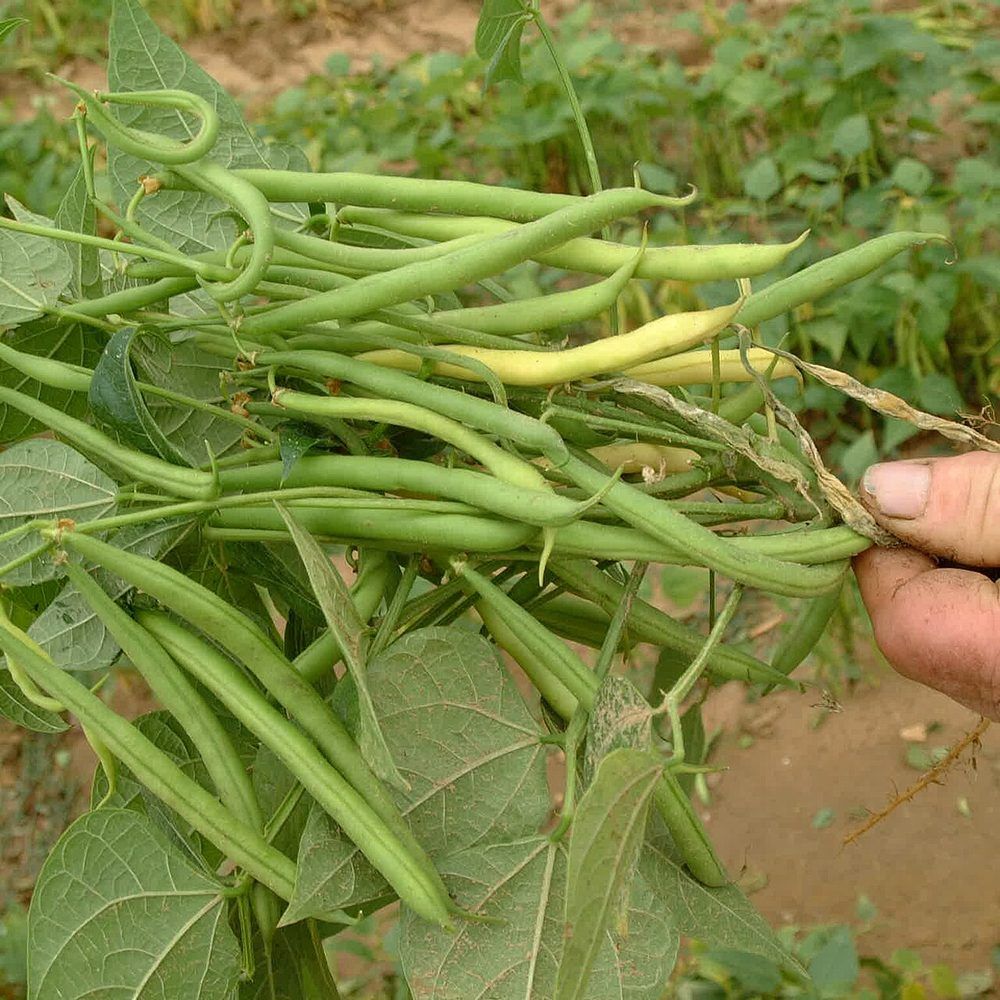 Bush bean plant: Fabaceae crop profile photo