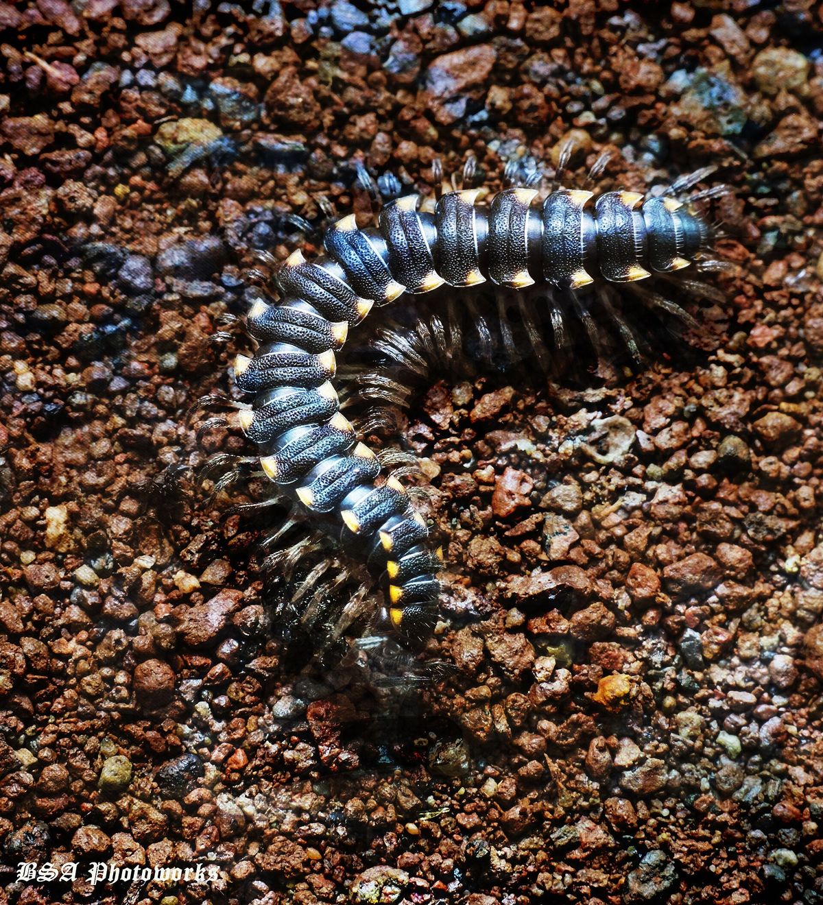 Close-up photo of millipede used for garden pest identification