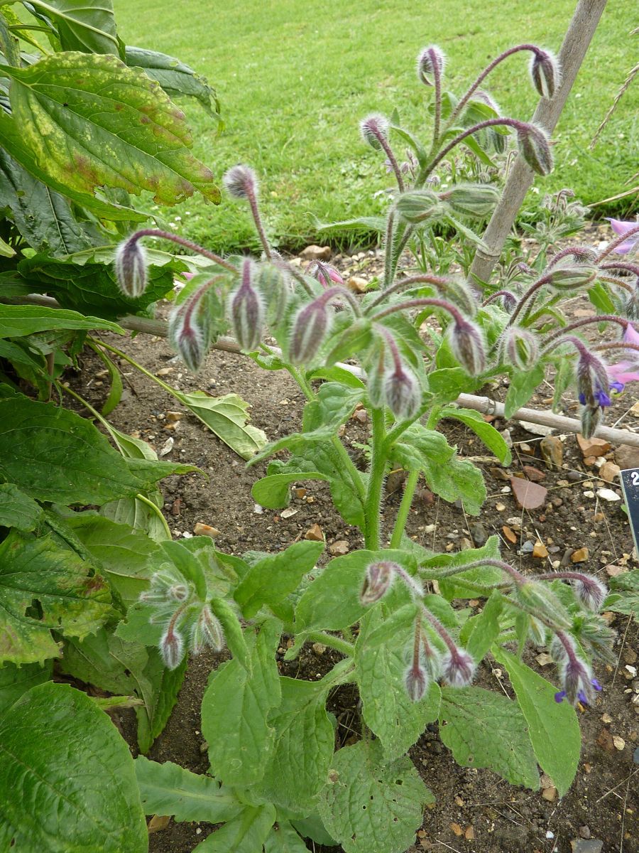 Borage growing. Photo for the borage growing guide
