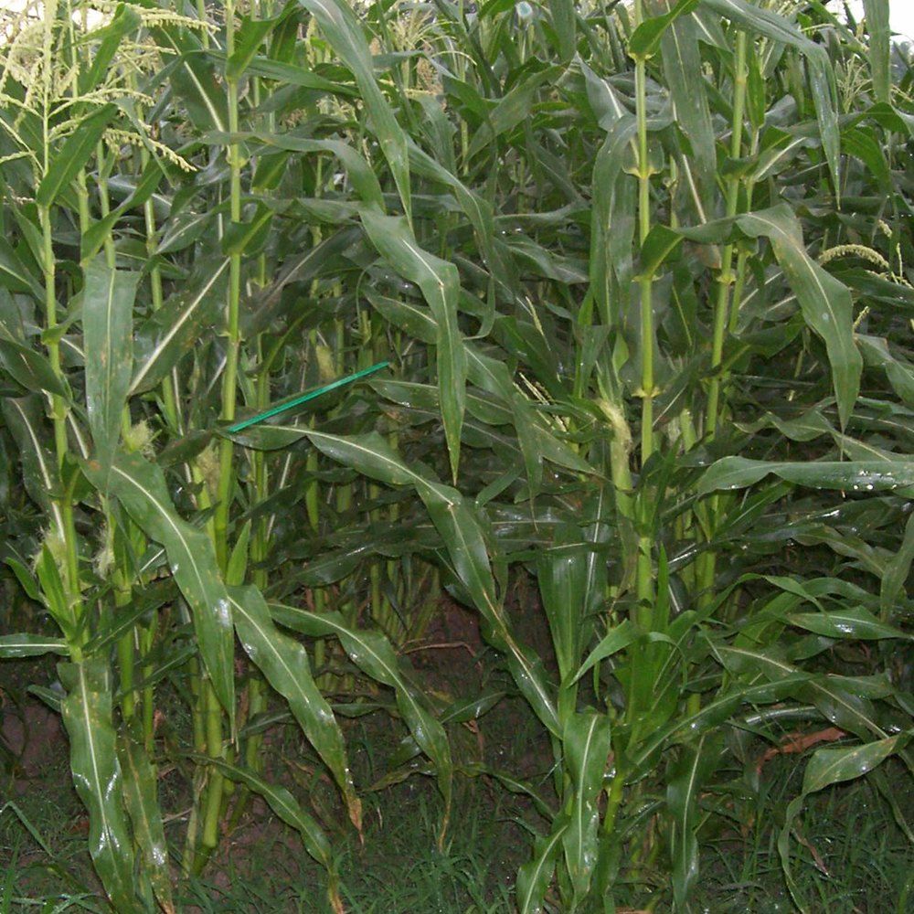 Sweet corn plant: Poaceae crop profile photo