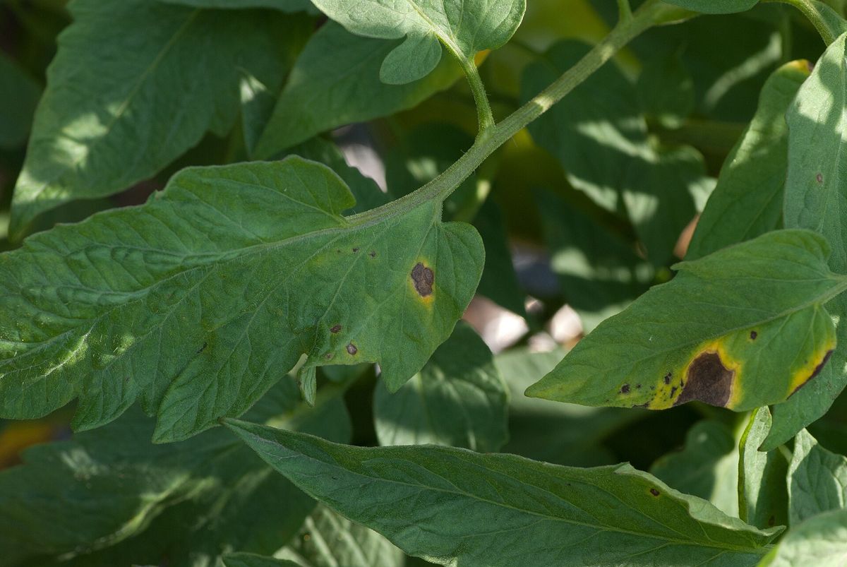 Photograph of early blight symptoms used for plant disease identification