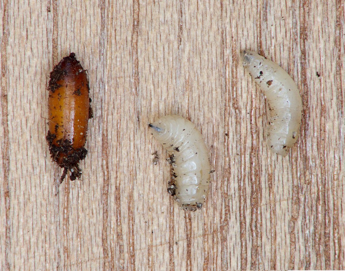Close-up photo of cabbage maggot used for garden pest identification