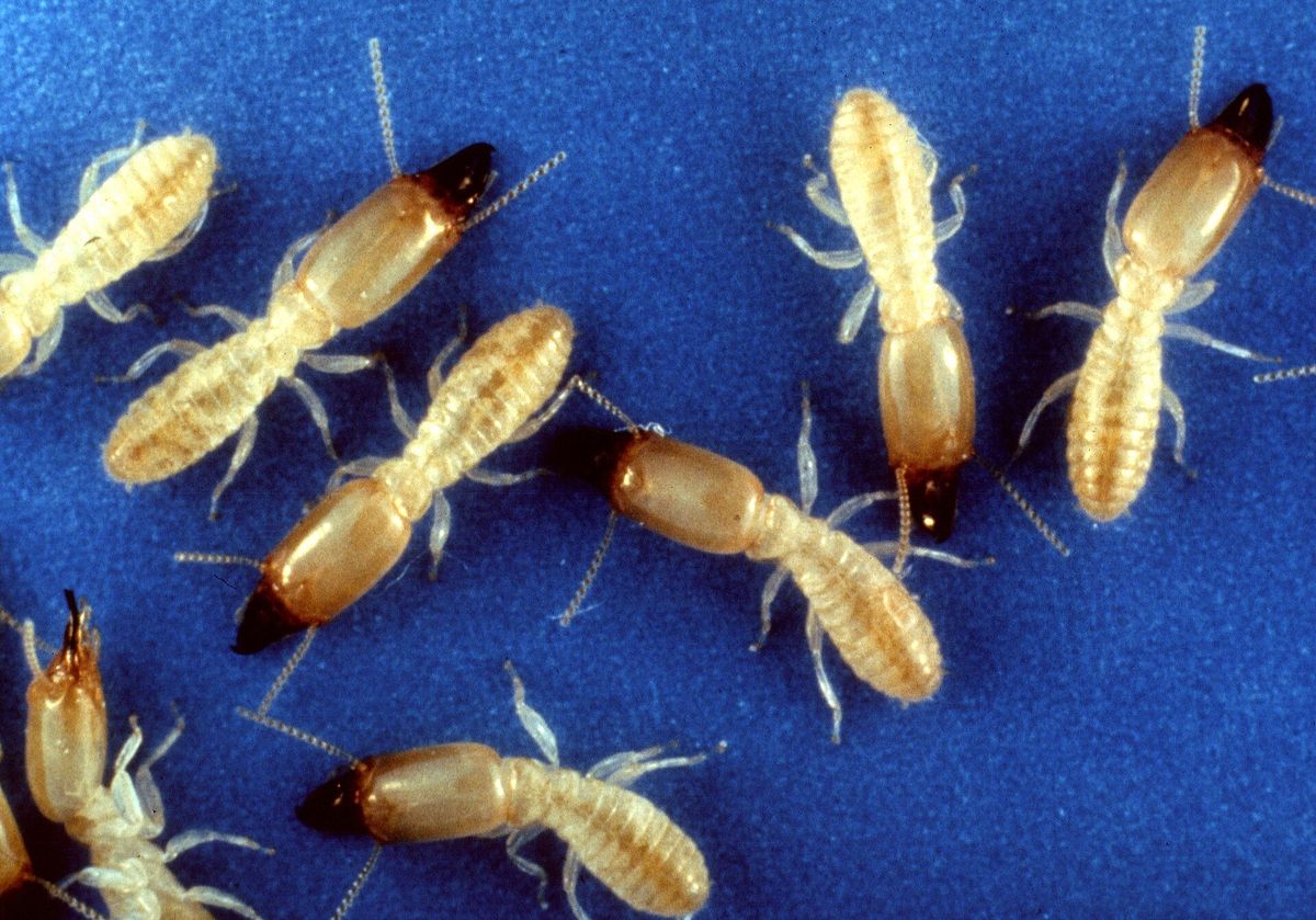 Close-up photo of termites (near raised beds) used for garden pest identification