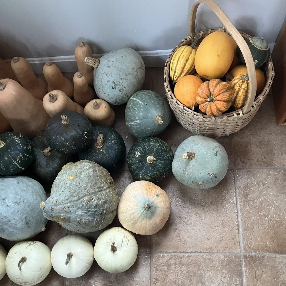 Winter squash plant: Cucurbitaceae crop profile photo