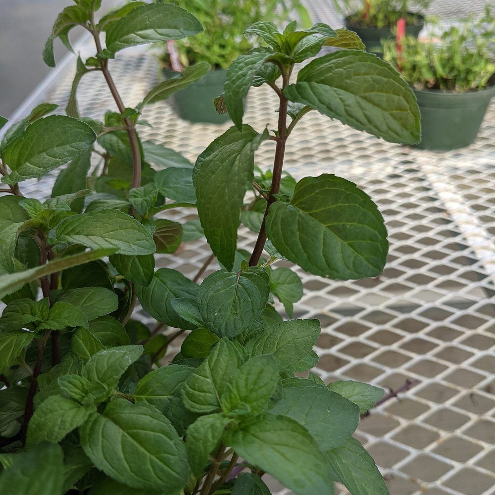 Mint plant: Lamiaceae crop profile photo