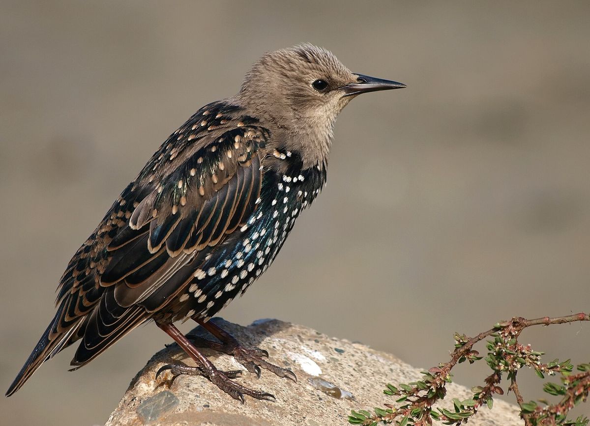 Close-up photo of european starling used for garden pest identification