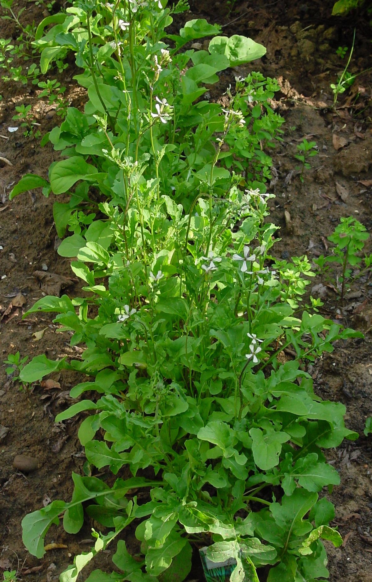 Arugula plant: Brassicaceae crop profile photo