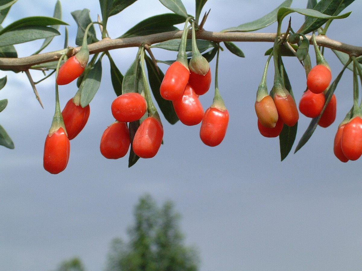 Goji Berry growing. Photo for the goji berry growing guide