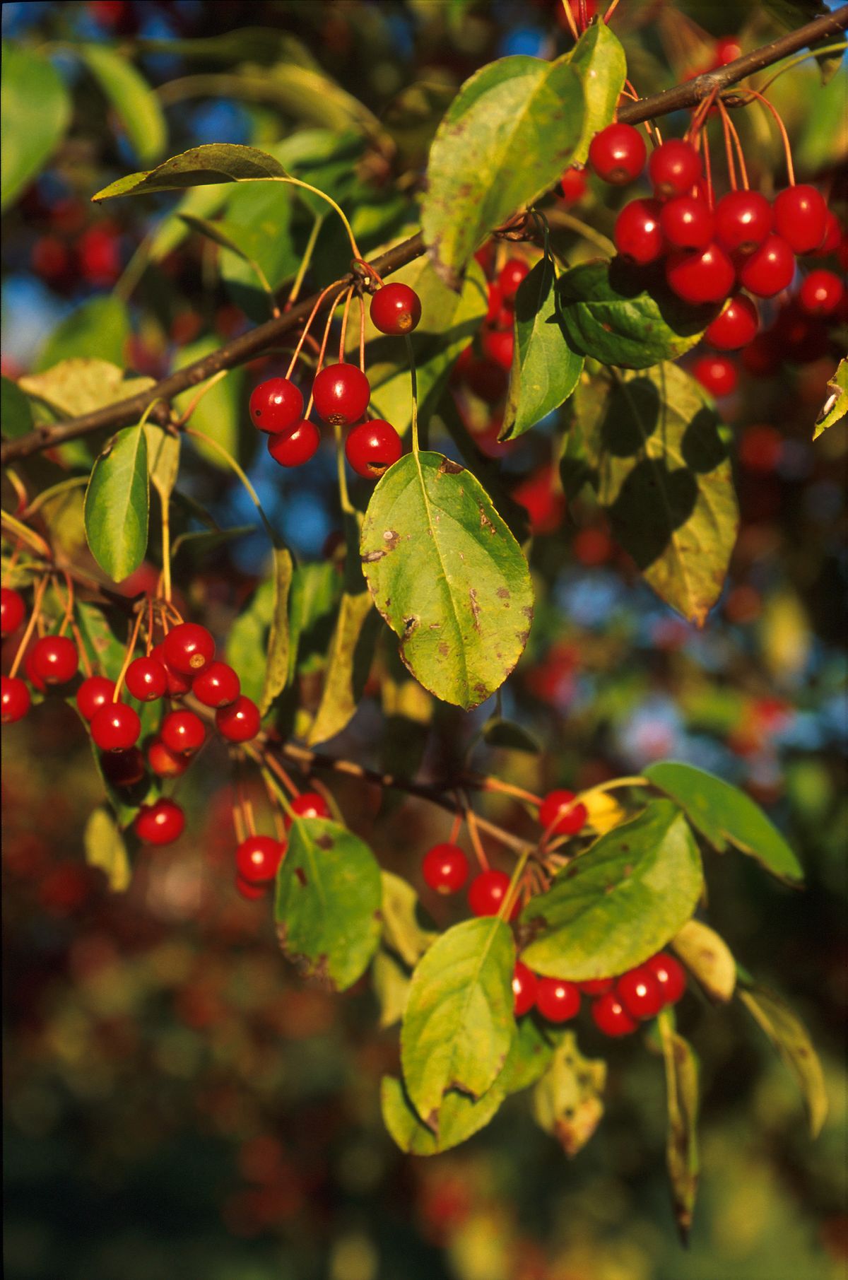 Photograph of apple scab symptoms used for plant disease identification