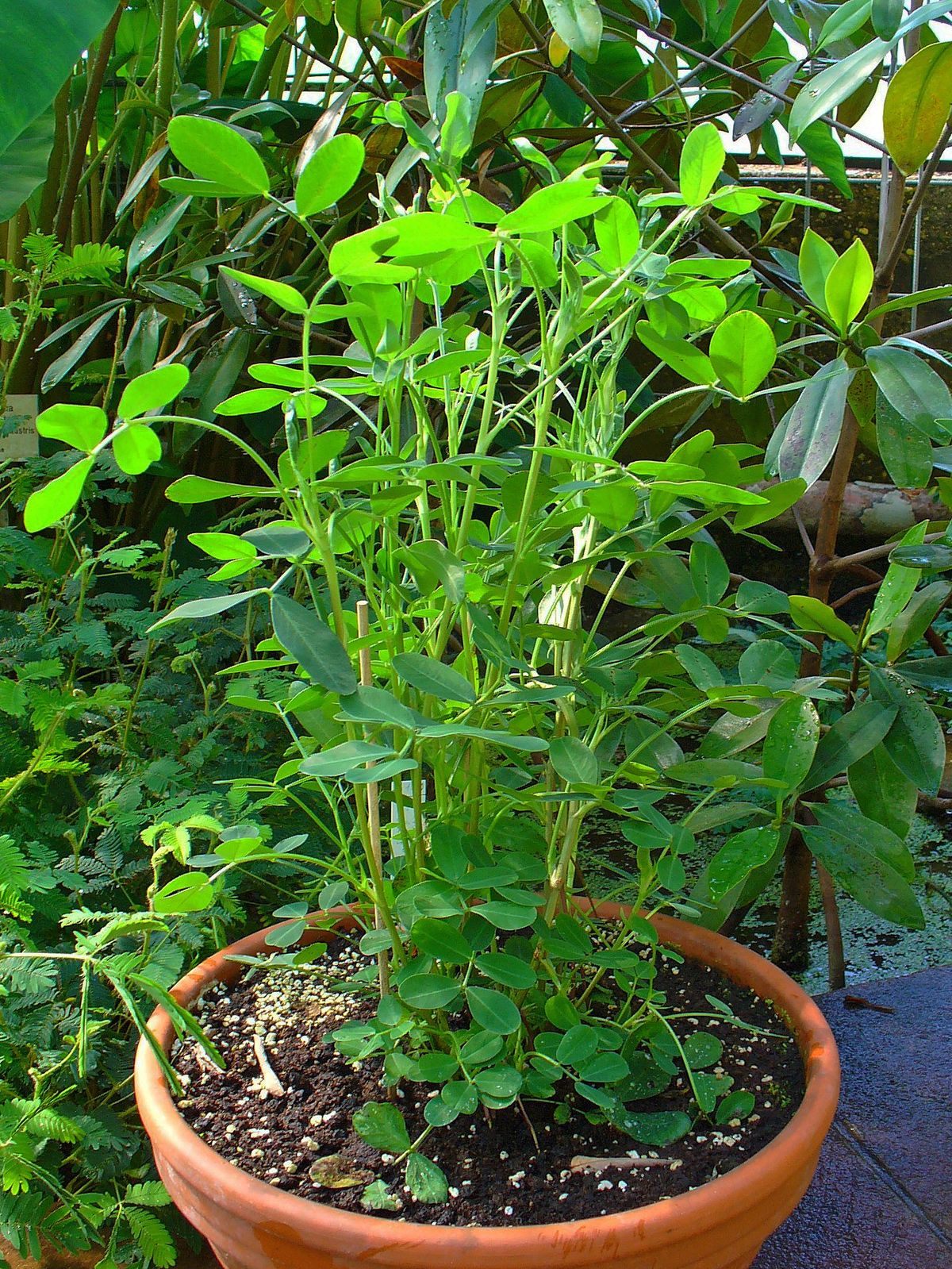 Peanut plant: Fabaceae crop profile photo