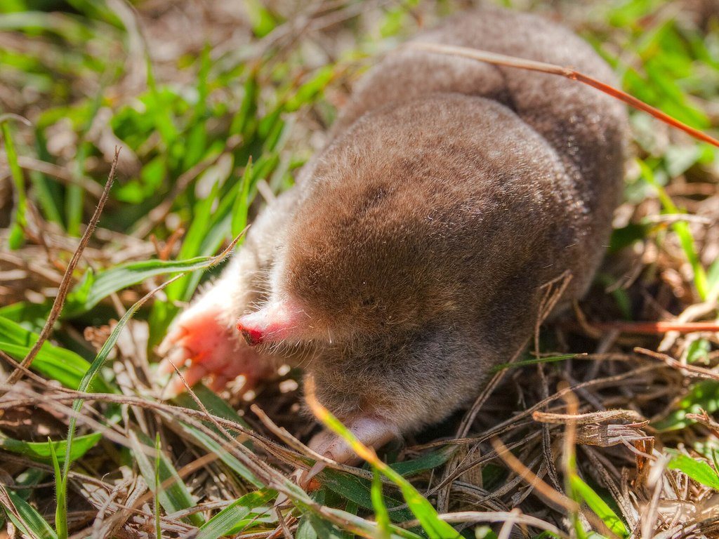 Close-up photo of mole used for garden pest identification