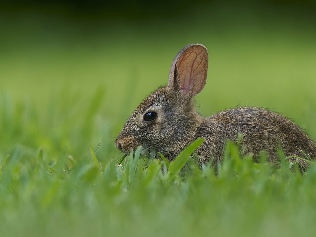 Photograph of cottontail rabbit: garden pest identification