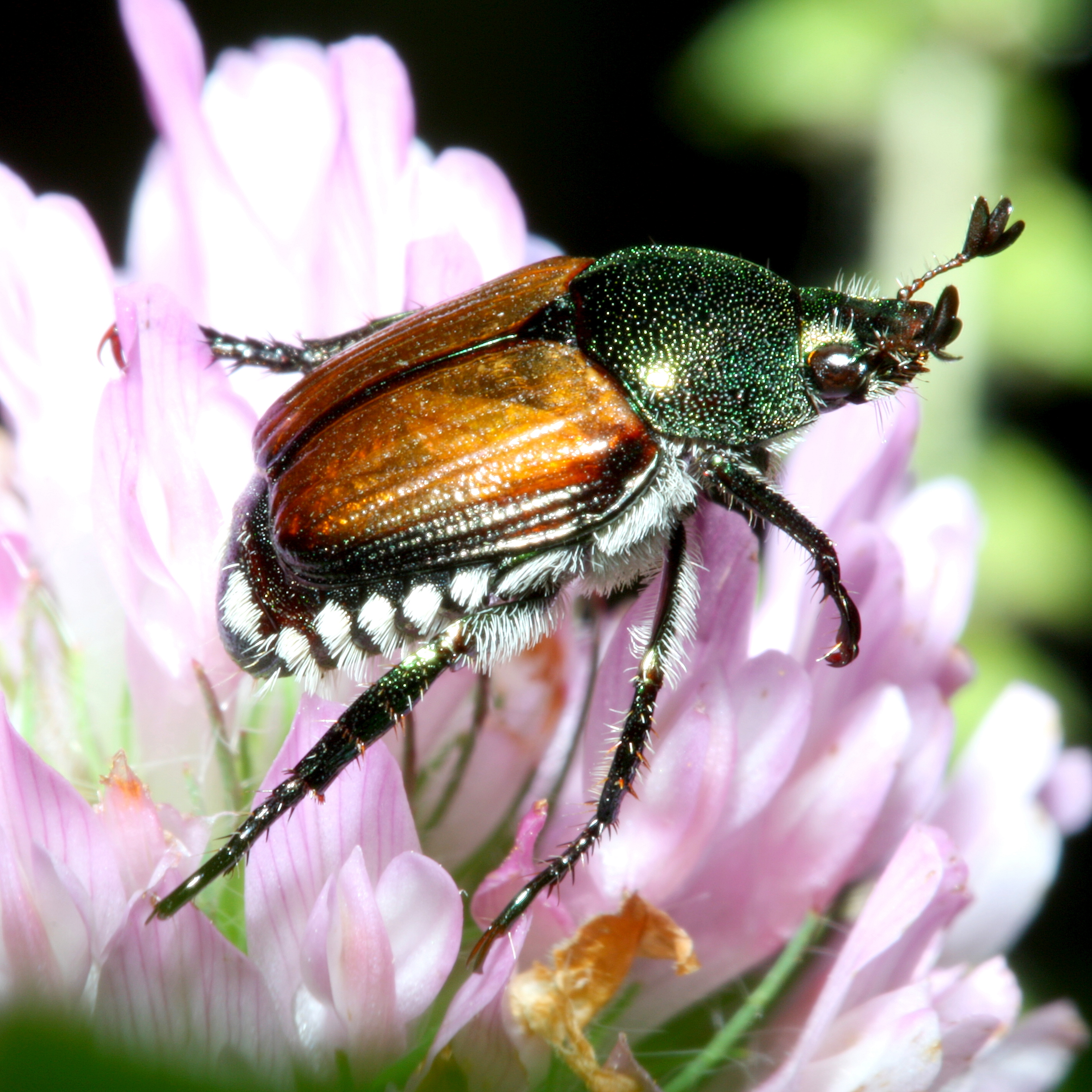 Photograph of japanese beetle — garden pest identification