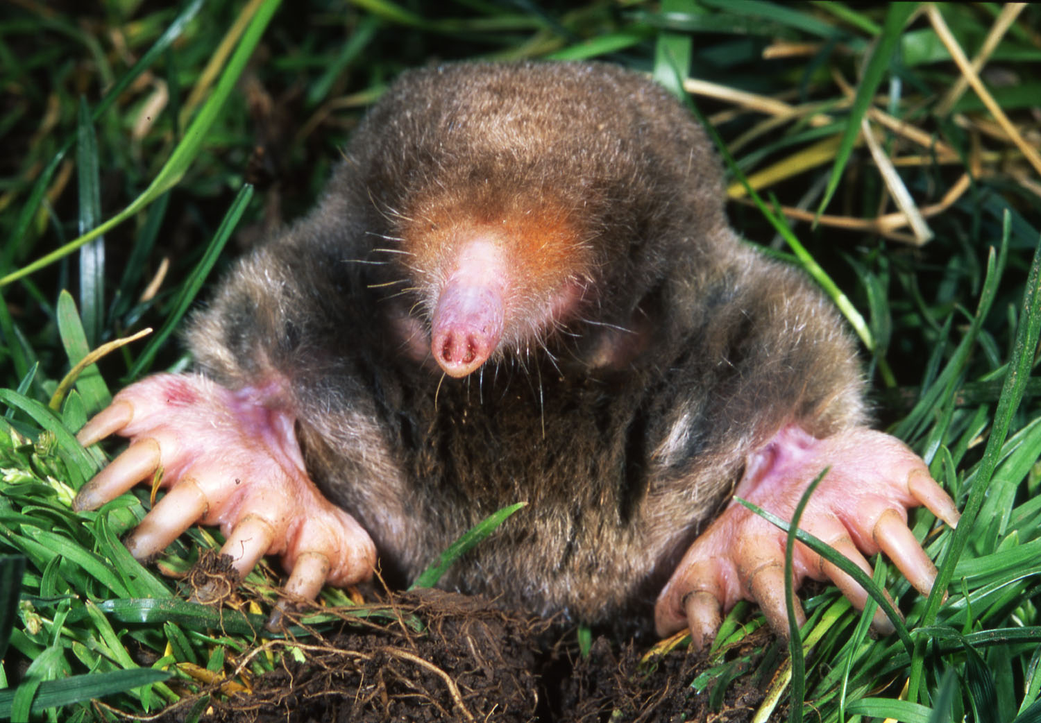 Photograph of mole — garden pest identification