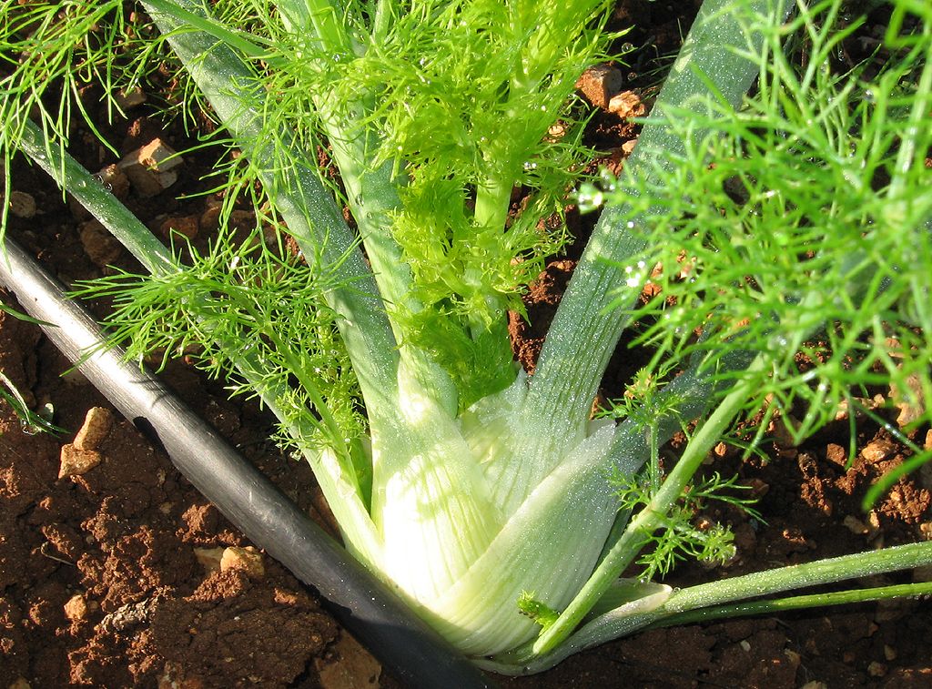 Bulb Fennel (Florence Fennel) plant: Apiaceae crop profile photo