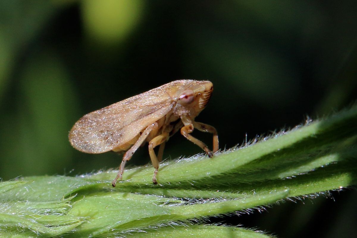 Close-up photo of spittlebug used for garden pest identification