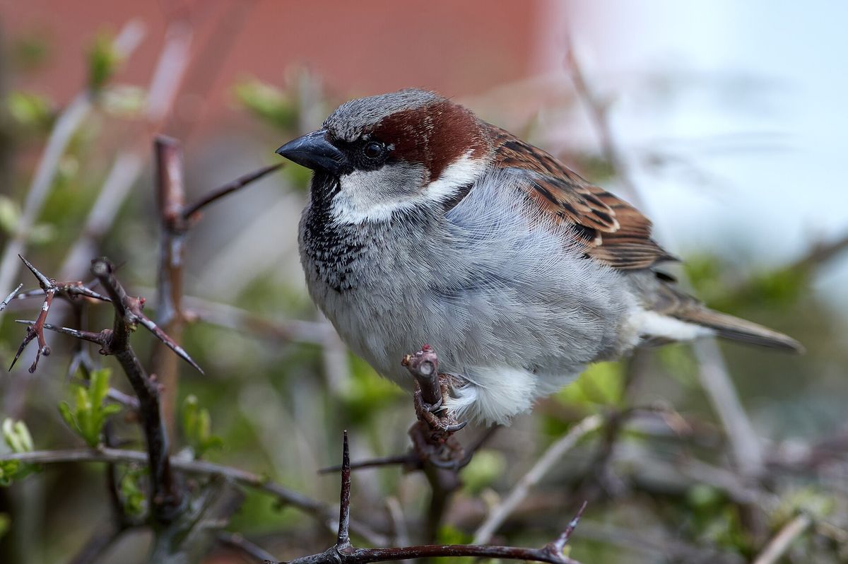 Close-up photo of house sparrow used for garden pest identification