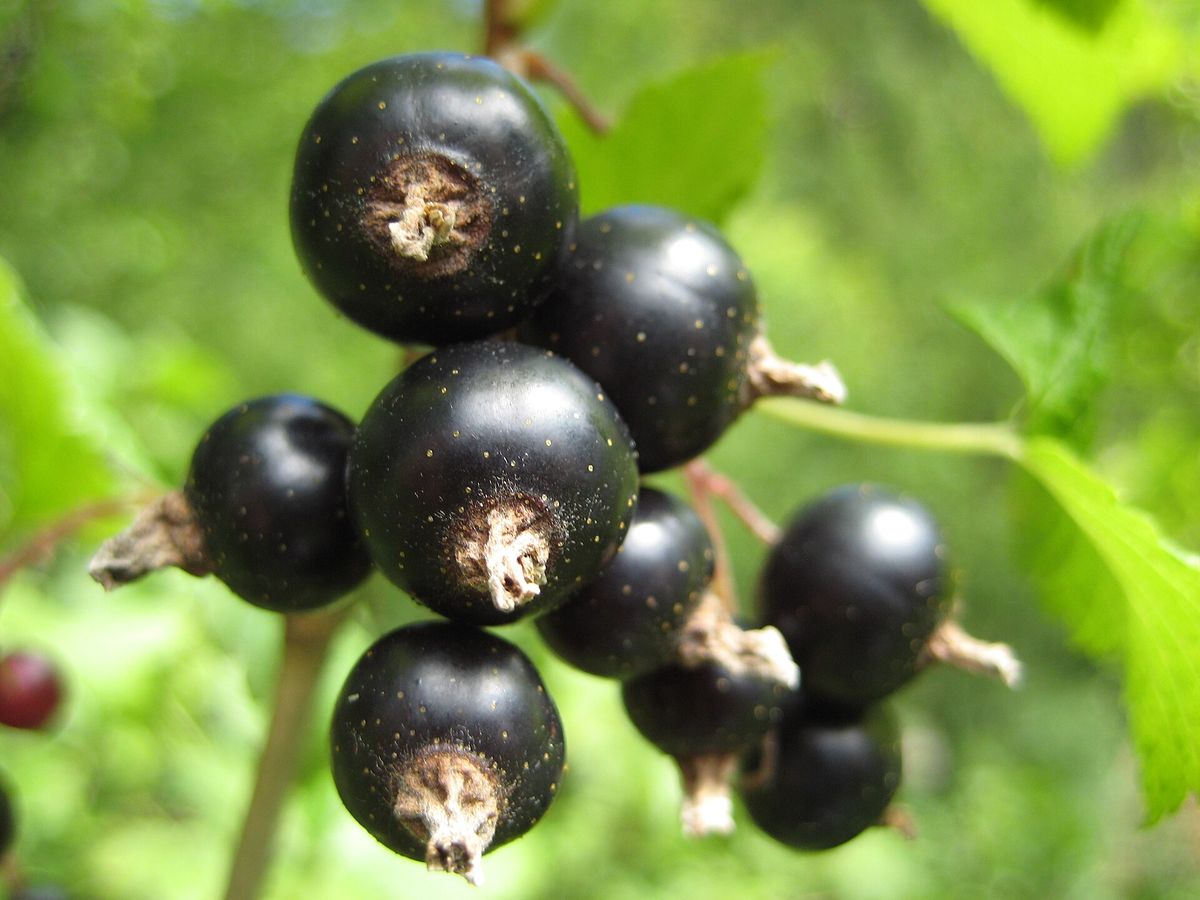 Black Currant plant: Grossulariaceae crop profile photo