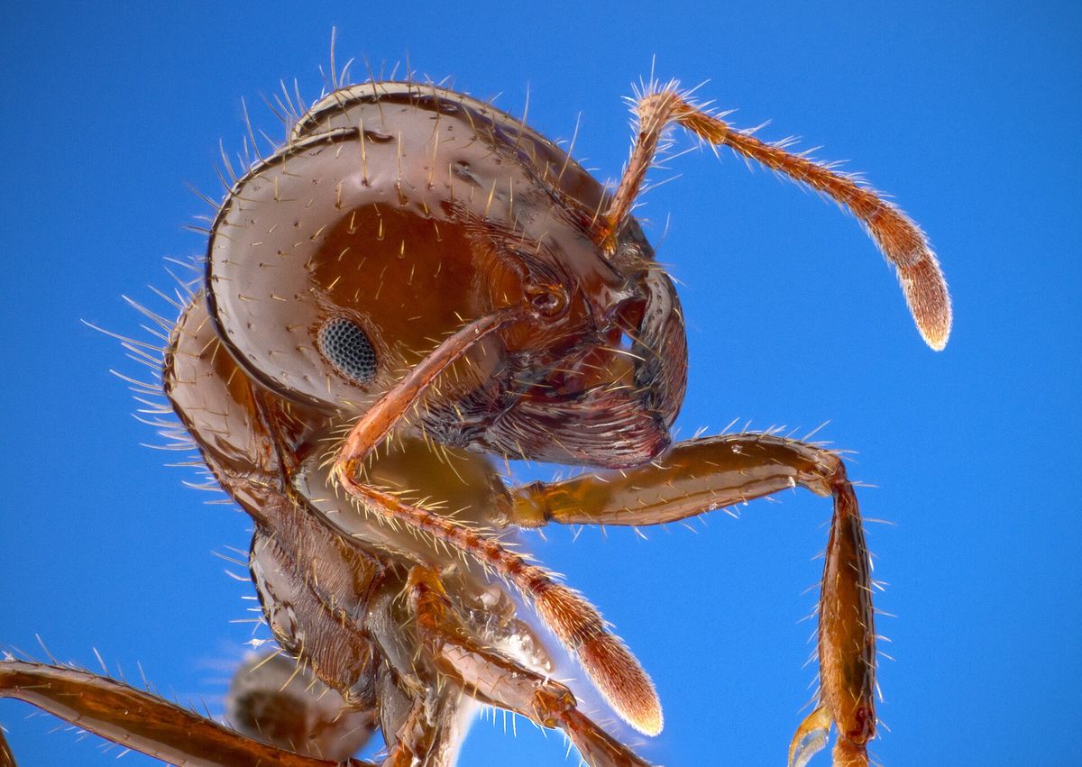 Close-up photo of imported fire ant used for garden pest identification