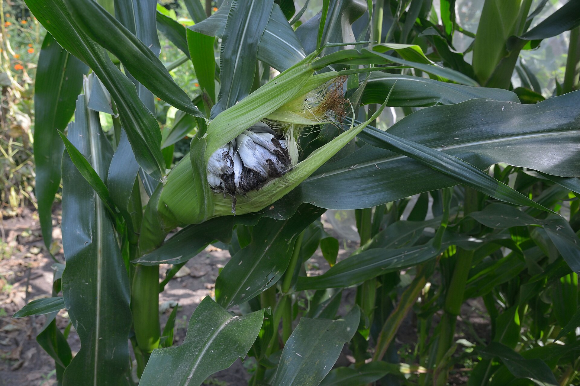 Corn smut symptoms