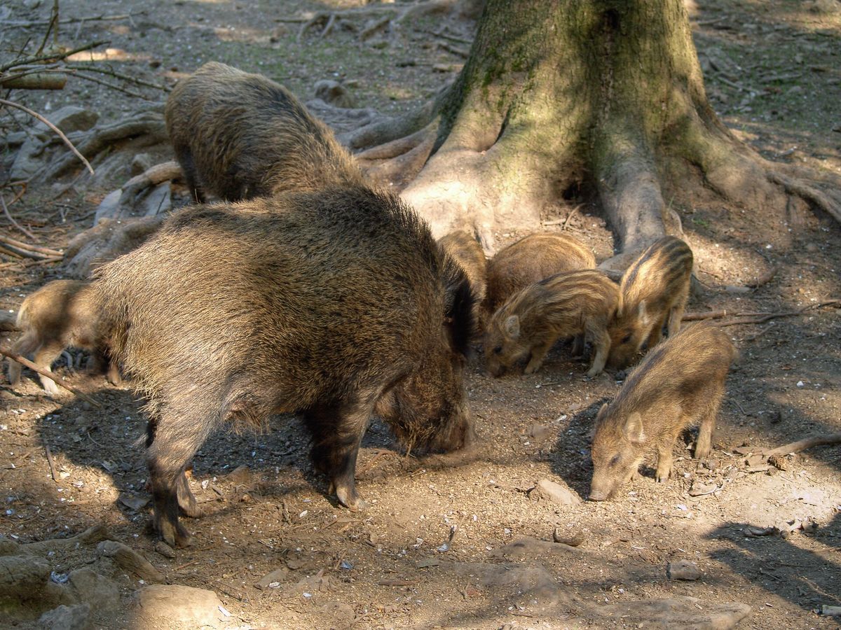 Close-up photo of feral hog used for garden pest identification