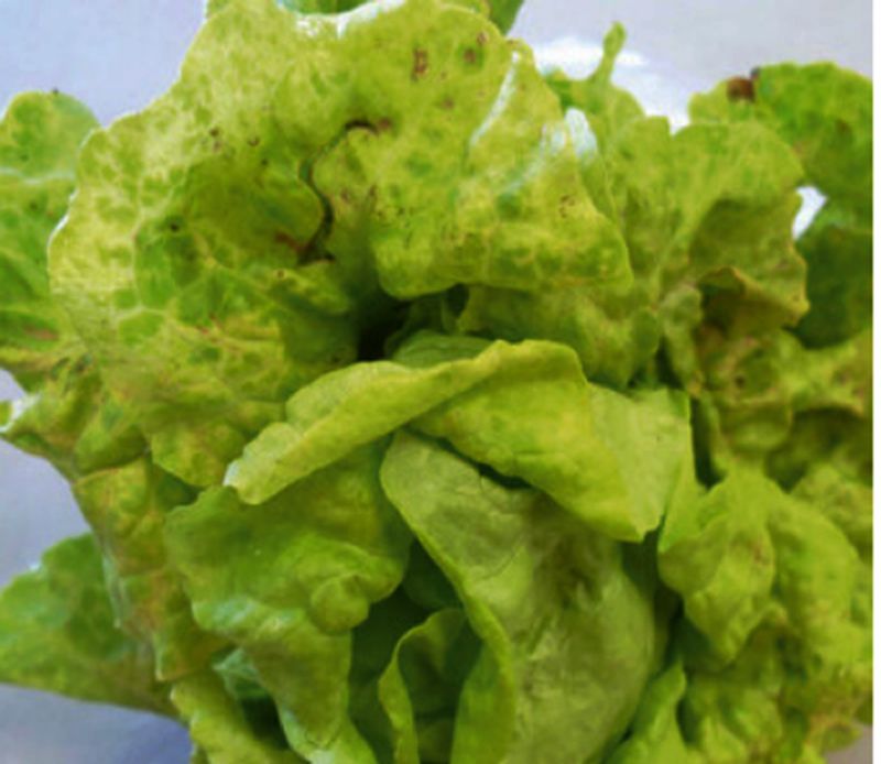 Photograph of lettuce mosaic virus symptoms used for plant disease identification