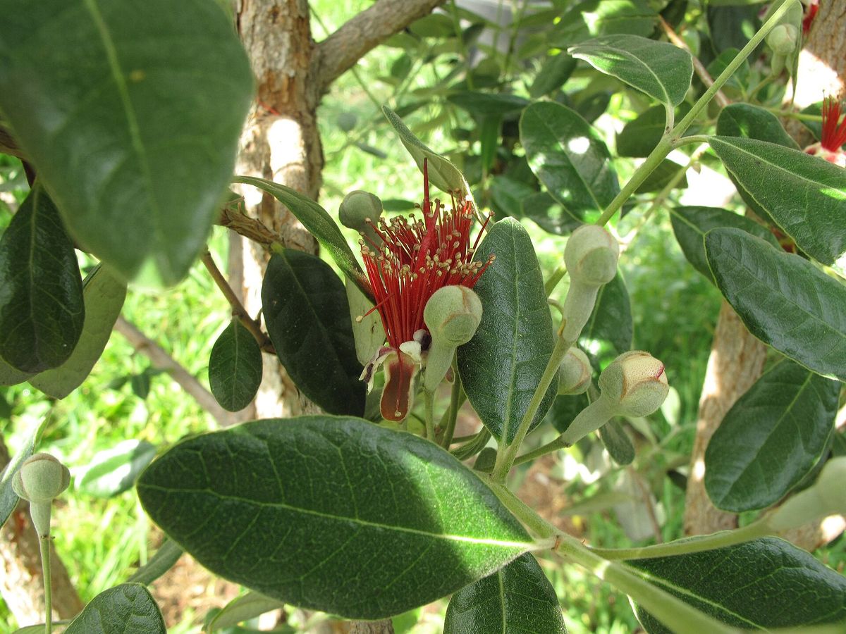 Pineapple Guava growing. Photo for the pineapple guava growing guide